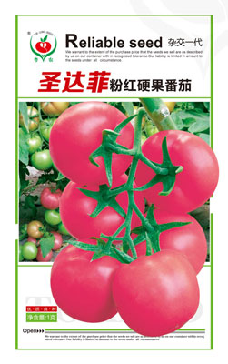 圣达菲【粉果】番茄