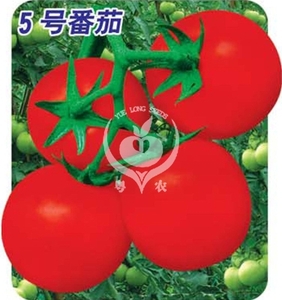 5号番茄