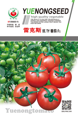 雷克斯抗TY番茄F1